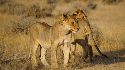 During the day in brown grass brown lion
